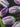Bulbi di Tulipano Atlantis Porpora e Bianco - Vivaio Garden Forest