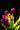 Bulbi di Tulipano Passionale Viola in fioritura