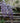 Wisteria Brachybotrys Murasaki Kapitan (glicine) Spall.40 (l.75 - H.160) Lt.30 - Vivaio Garden Forest (47844690)