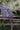 Wisteria Brachybotrys Murasaki Kapitan (glicine) Spall.40 (l.75 - H.160) Lt.30 - Vivaio Garden Forest (47844690)