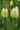 Bulbi di Tulipano Spring Green Bianco e Verde - Vivaio Garden Forest
