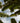 Musa Basjoo Vaso 40 - Vivaio Garden Forest (47844366)