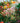 Bougainvillea Sanderiana Spall.40 (l.75 - H.160) - Vivaio Garden Forest (47844238)