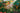 Bougainvillea Sanderiana Spall.40 (l.75 - H.160) - Vivaio Garden Forest (47844238)