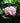 Hydrangea Paniculata (ortensia) Limelight Cesp.40 - Vivaio Garden Forest (47844334)