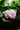 Hydrangea Paniculata (ortensia) Limelight Cesp.40 - Vivaio Garden Forest (47844334)