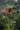 Bulbo di Fritillaria Imperialis Aurora Arancio - Vivaio Garden Forest