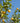 Citrus Limon (limone) Spall.80 Cassetta - Vivaio Garden Forest (48283790)