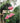Bougainvillea Sanderiana Spall.60 Lt.90 (l.120 - H.190) - Vivaio Garden Forest (47844246)