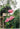 Bougainvillea Sanderiana Spall.55 (l.100 - H.200) - Vivaio Garden Forest (47844243)