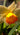 Bulbi di Narciso Doppio Tahiti Giallo e Arancio - Vivaio Garden Forest