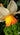 Bulbi di Narciso Doppio Tahiti Giallo e Arancio in fioritura