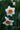 Bulbi di Narciso Doppio Flower Drift Bianco e Arancio - Vivaio Garden Forest