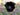 Bulbi di Tulipano Black Parrot Nero - Vivaio Garden Forest