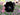 Bulbi di Tulipano Black Parrot Nero in fioritura
