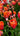 Bulbi di Tulipano Green River Arancio e Verde in fioritura