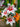 Bulbi di Lilium Asiatico Mix Colori in fioritura