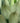 Agave Salmiana Vaso 60 - Vivaio Garden Forest (47844228)
