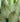 Agave Salmiana Vaso 60 - Vivaio Garden Forest (47844228)