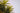 Yucca Elephantipes Multitronco 40 - Vivaio Garden Forest (47844702)
