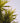 Yucca Elephantipes Multitronco 55 - Vivaio Garden Forest (47844707)