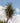Yucca Gloriosa Vaso 24 - Vivaio Garden Forest (47844744)