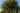 Yucca Elephantipes Multitronco 40 - Vivaio Garden Forest (47844701)