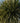 Yucca Gloriosa Vaso 30 - Vivaio Garden Forest (47844746)