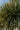 Yucca Elephantipes Multitronco 40 - Vivaio Garden Forest (47844703)