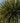 Yucca Filamentosa Color Guard Vaso 24 - Vivaio Garden Forest (47844717)