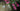 Bougainvillea Sanderiana Spall.55 (l.100 - H.200) - Vivaio Garden Forest (47844244)