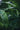 Musa Basjoo Vaso 40 - Vivaio Garden Forest (47844368)