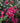 Bougainvillea Californiana Viola Vaso 24 H.220 - Vivaio Garden Forest (47844234)
