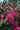 Bougainvillea Californiana Viola Vaso 24 H.220 - Vivaio Garden Forest (47844234)