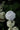 Hydrangea Paniculata (ortensia) Vanilla Fraise Cesp.40 - Vivaio Garden Forest (47844339)
