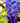Wisteria Brachybotrys Shiro Kapitan Fuji (glicine) Spall.40 (l.75 - H.160) - Vivaio Garden Forest (47844694)