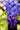 Wisteria Brachybotrys Shiro Kapitan Fuji (glicine) Spall.40 (l.75 - H.160) - Vivaio Garden Forest (47844694)