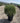 Phillyrea Angustifolia Palla 40 - Vivaio Garden Forest (47844541)