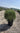 Phillyrea Angustifolia Palla 40 - Vivaio Garden Forest (47844541)