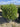 Phillyrea Angustifolia Palla 55 - Vivaio Garden Forest (47844544)