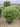 Phillyrea Angustifolia Palla 60 Lt 70 - Vivaio Garden Forest (47844546)