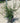 Phillyrrea Angustifolia (Ilatro Sottile) Vaso 24 - Vivaio Garden Forest (48048332)