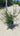 Phillyrrea Angustifolia (Ilatro Sottile) Vaso 24 - Vivaio Garden Forest (48048332)