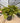 Philodendron Selloum Shangri La Vaso 50 - Vivaio Garden Forest (47844548)