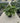 Philodendron Selloum Shangri La Vaso 60 Classic - Vivaio Garden Forest (47844550)