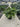 Philodendron Selloum Shangri La Vaso 60 Classic - Vivaio Garden Forest (47844550)