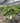 Philodendron Selloum Shangri La Vaso 60 - Vivaio Garden Forest (47844549)
