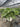 Philodendron Selloum Shangri La Vaso 60 - Vivaio Garden Forest (47844549)