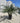 Phoenix Roebelenii Vaso 50 H Tr 40 - Vivaio Garden Forest
