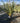 Phormium Tenax Variegatum Vaso 40 - Vivaio Garden Forest (47844568)